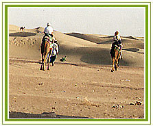 Camel Safari India