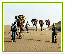 Camel Safaris Adventure in India