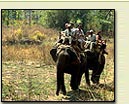 Wildlife India Tour Packages