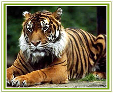 Tiger, Bandhavgarh National Park