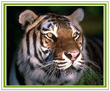 Tiger, Kanha National Park Tour