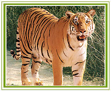 Madhya Pradesh Wildlife Tour