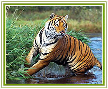 Ranthambore Tiger Tour