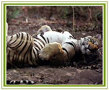 Kanha Tiger, Kanha Wildlife Tourism