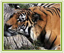 Manas Tiger Reserve, East India Wildlife Parks