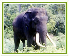 Elephant, Namdapha National Park