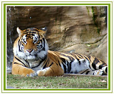Tiger, Ranthambhore Wildlife Safari