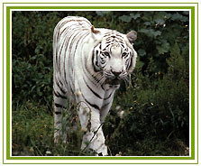 White Tiger, Sunderbans National Park
