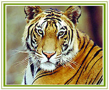 Tiger, Ranthambore Wildlife Safari